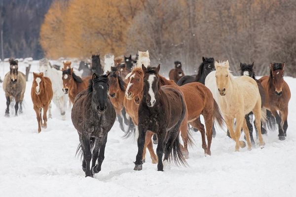 Rodeo horses running during winter roundup-Kalispell-Montana